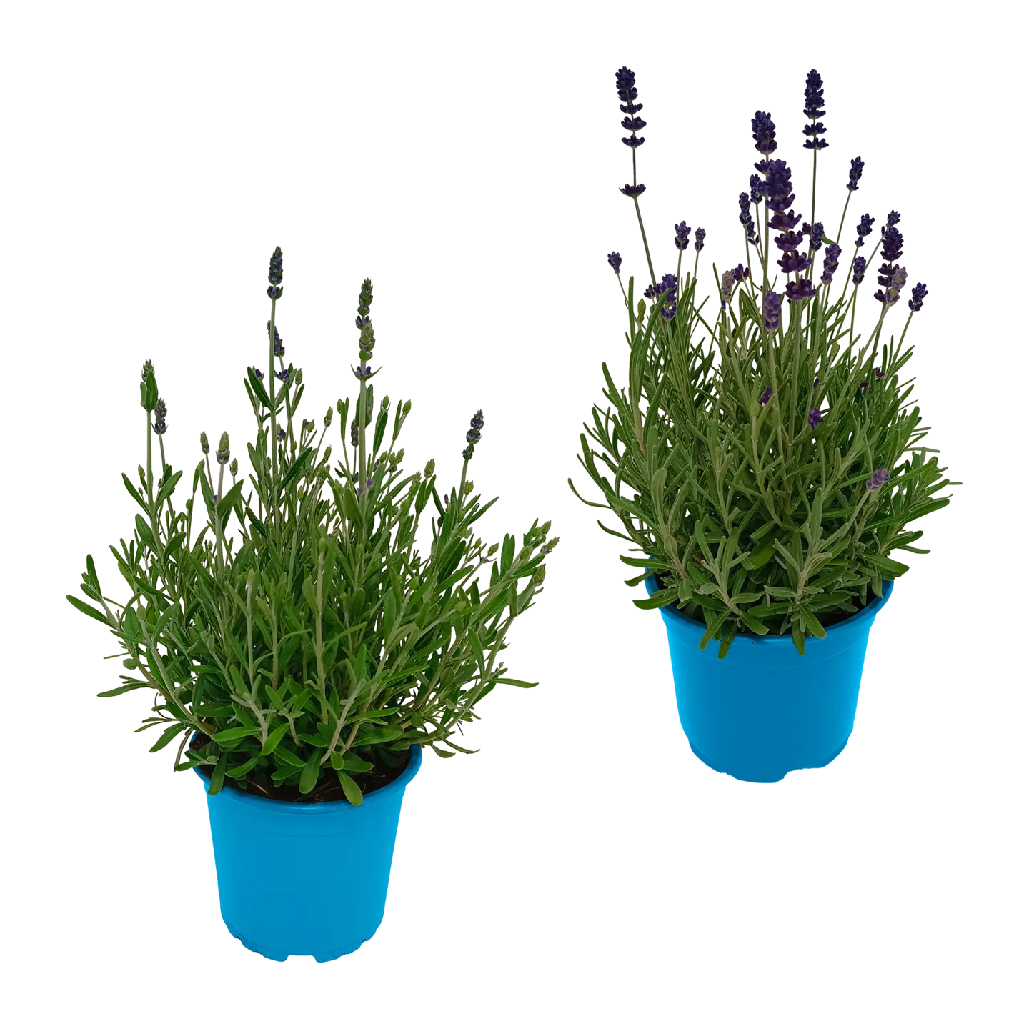Lavendel