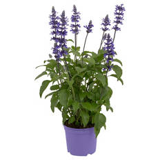 Mehlsalbei Sallyfun Deep Ocean
