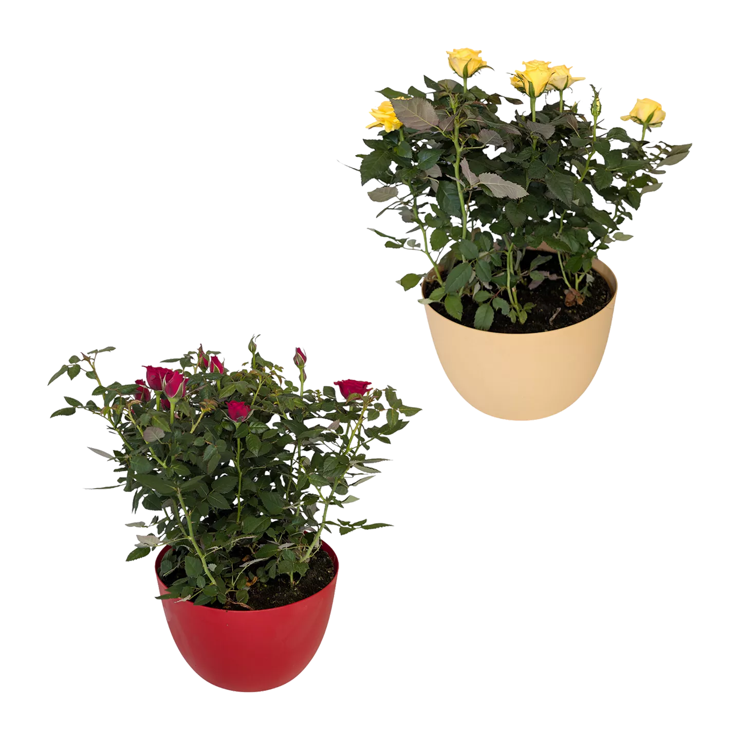 Rosenschale