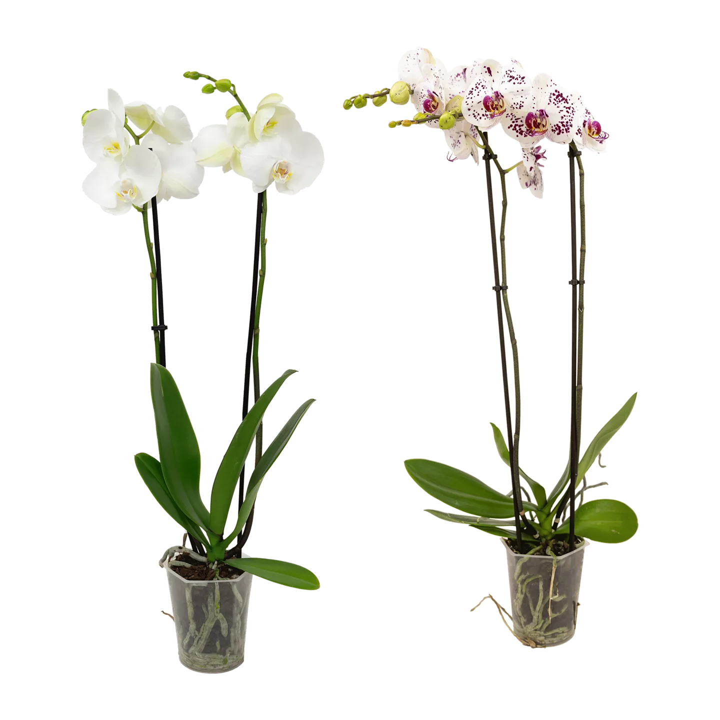 Schmetterlings-Orchidee