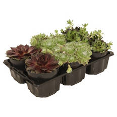 Sempervivum 6er-Trays