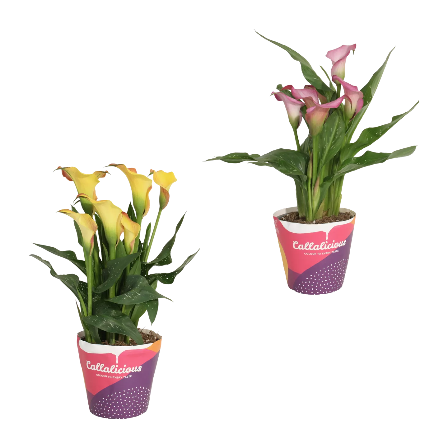Calla im Potcover