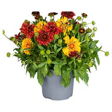 Gaillardia Sommer-Duo