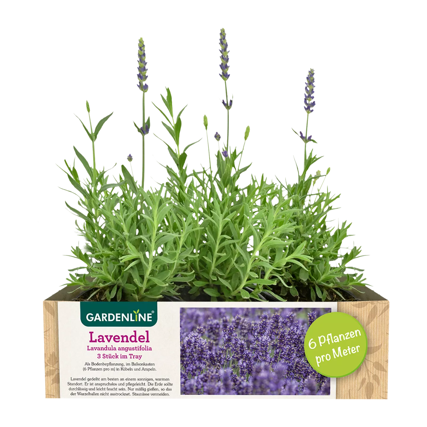 Lavendel
