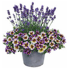 Lavendel & Calibrachoa Duo-Kombi Blau