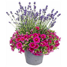 Lavendel & Calibrachoa Duo-Kombi Pink