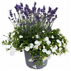 Lavendel & Calibrachoa Duo-Kombi Weiß
