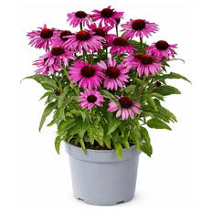 Stauden Sommer-Hits, Echinacea