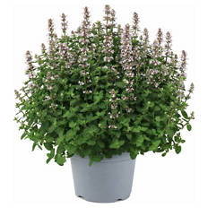 Stauden Sommer-Hits, Nepeta