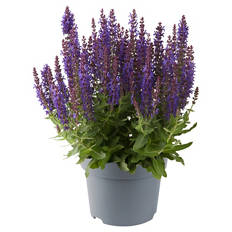 Stauden Sommer-Hits, Salvia
