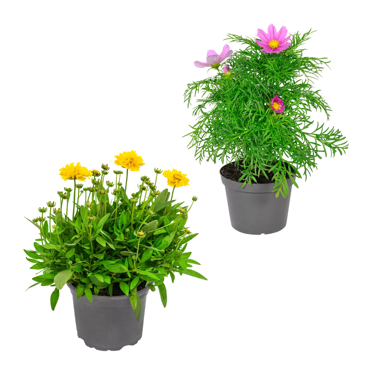 Staude / Sommerblume