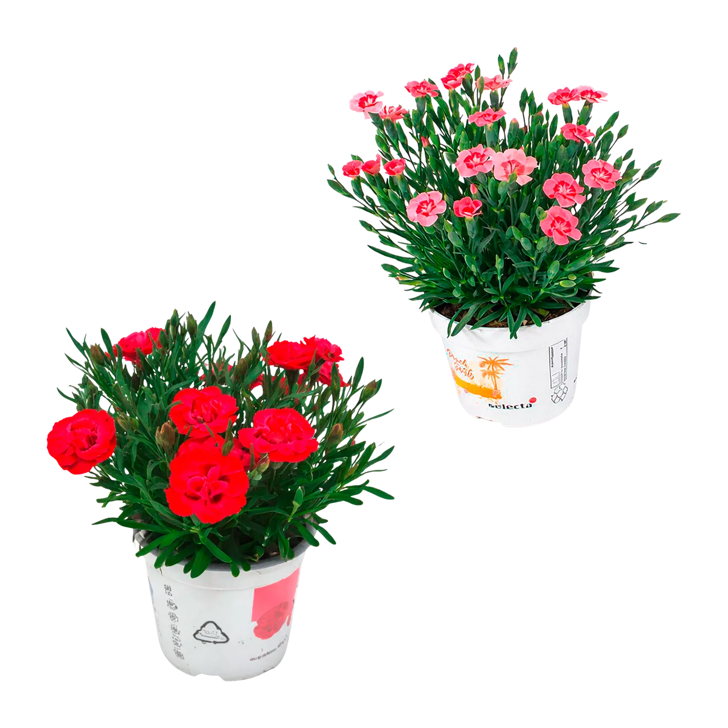 Dianthus-Party