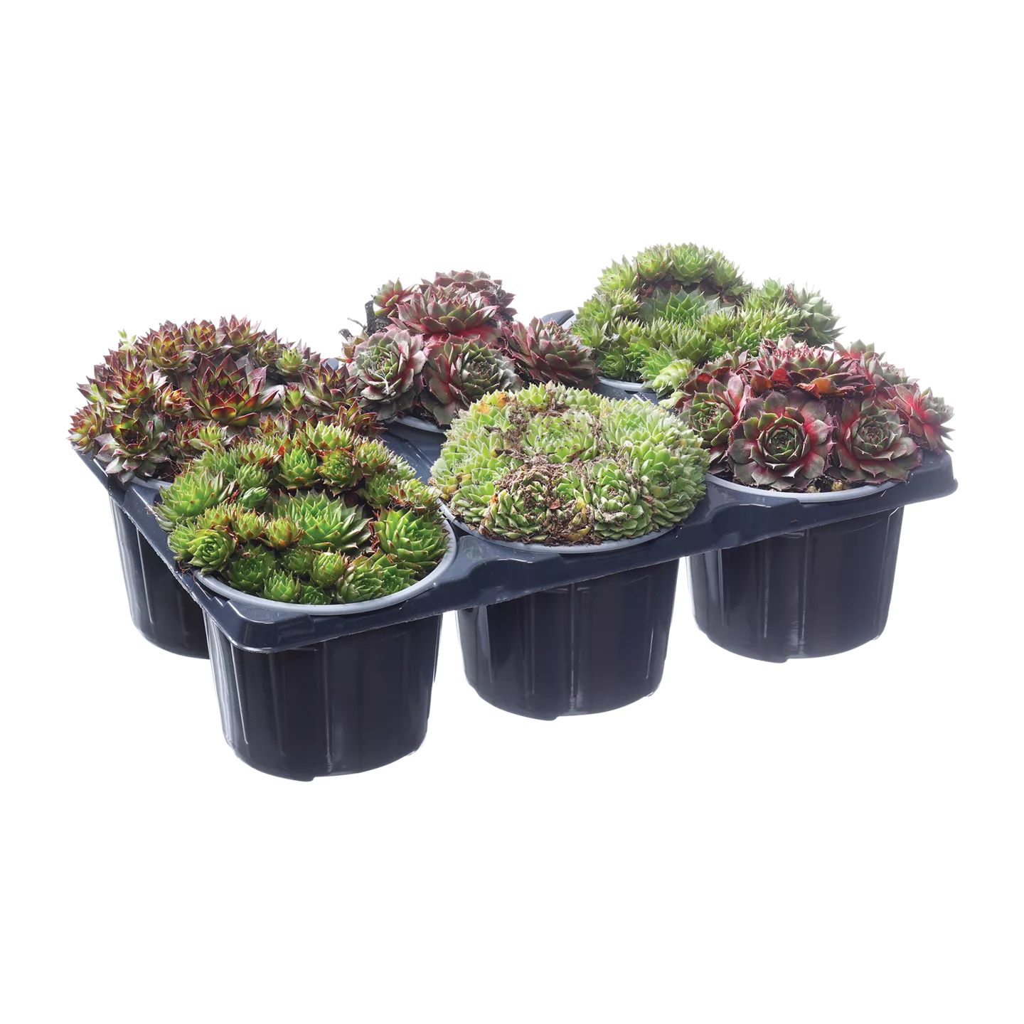 Sempervivum