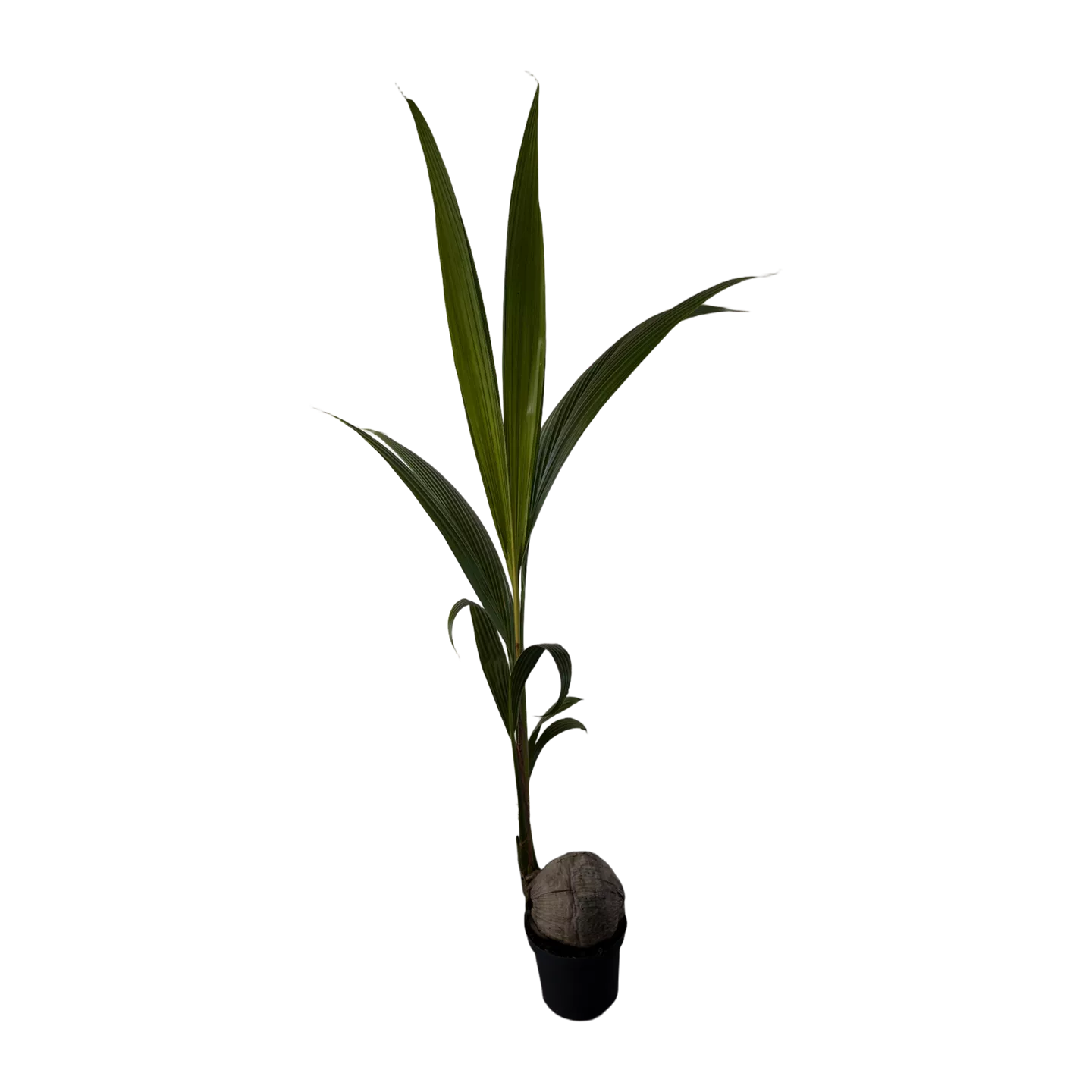 Kokospalme
