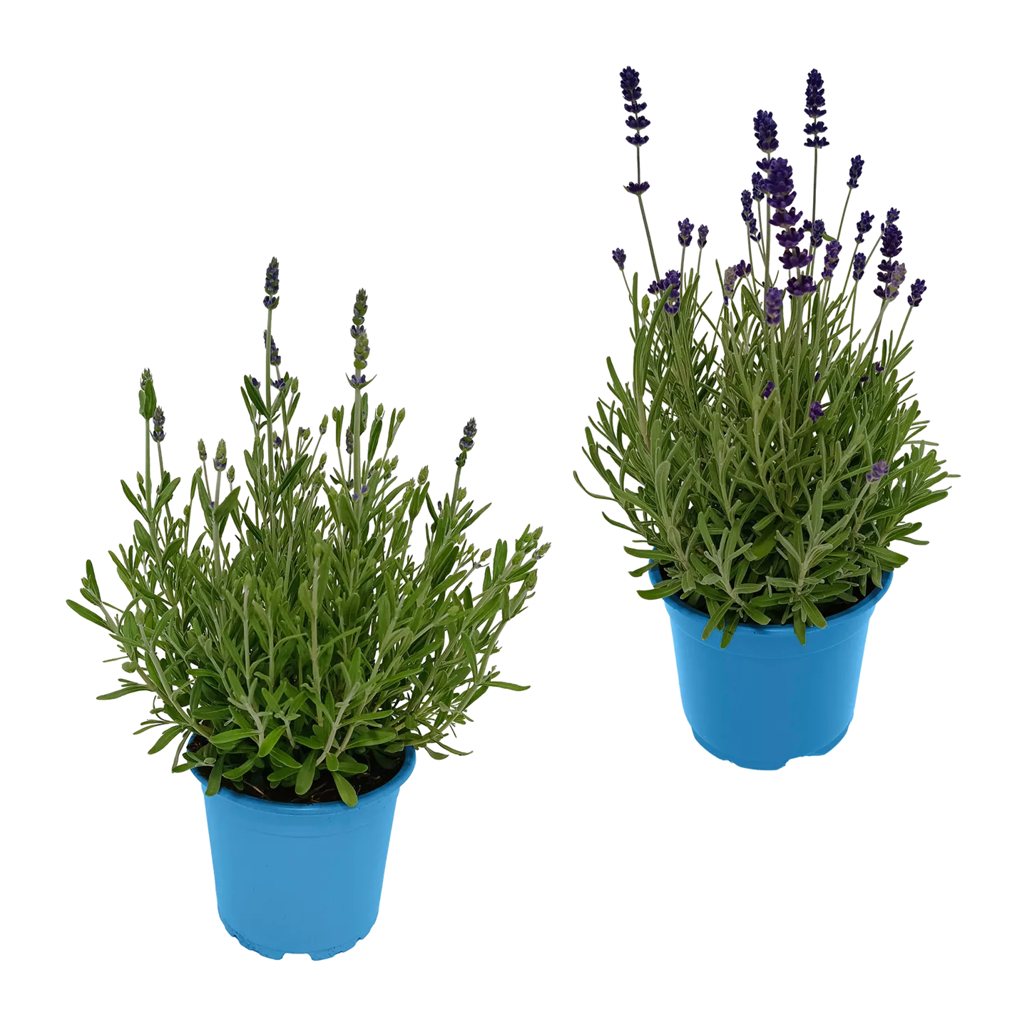 Lavendel