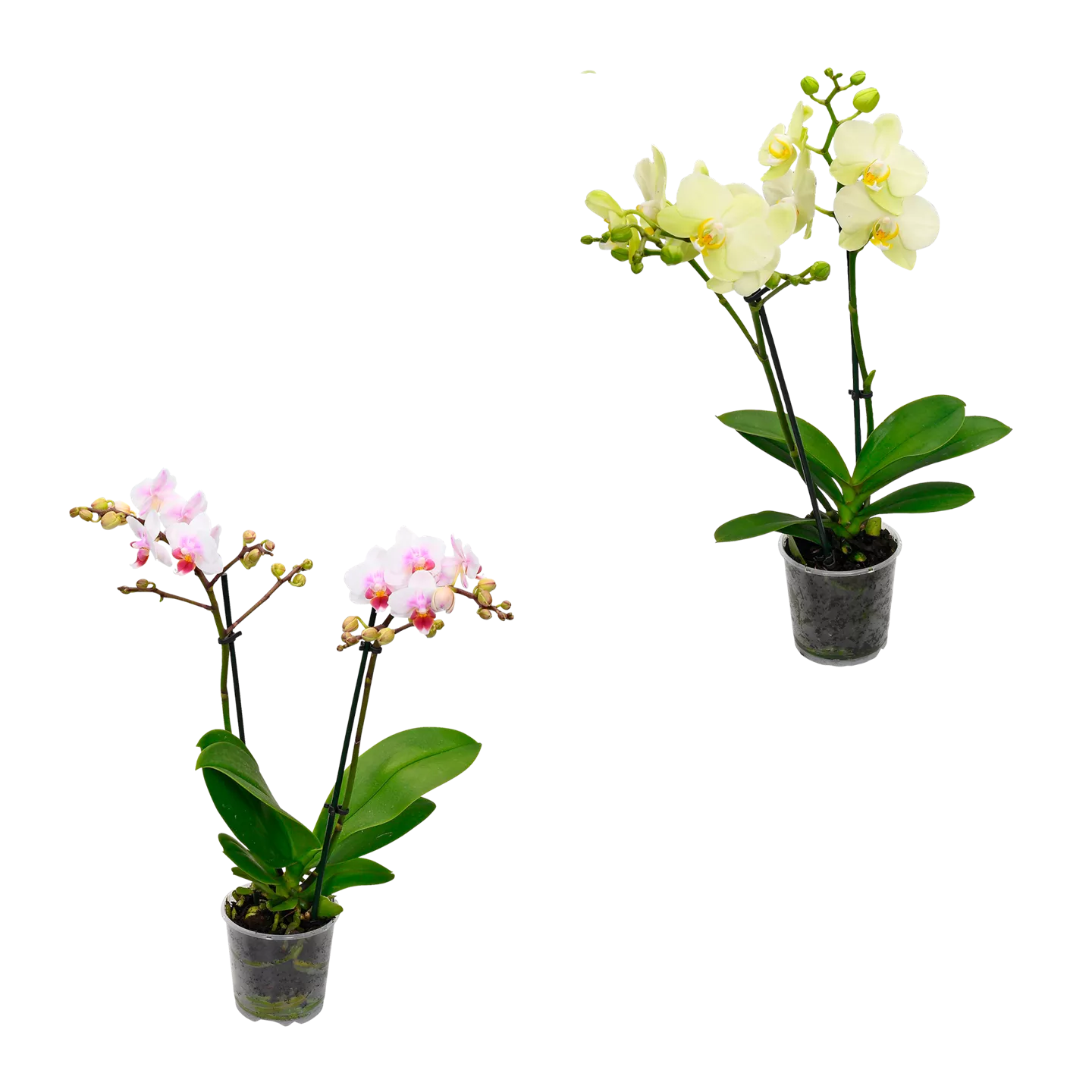Phalaenopsis