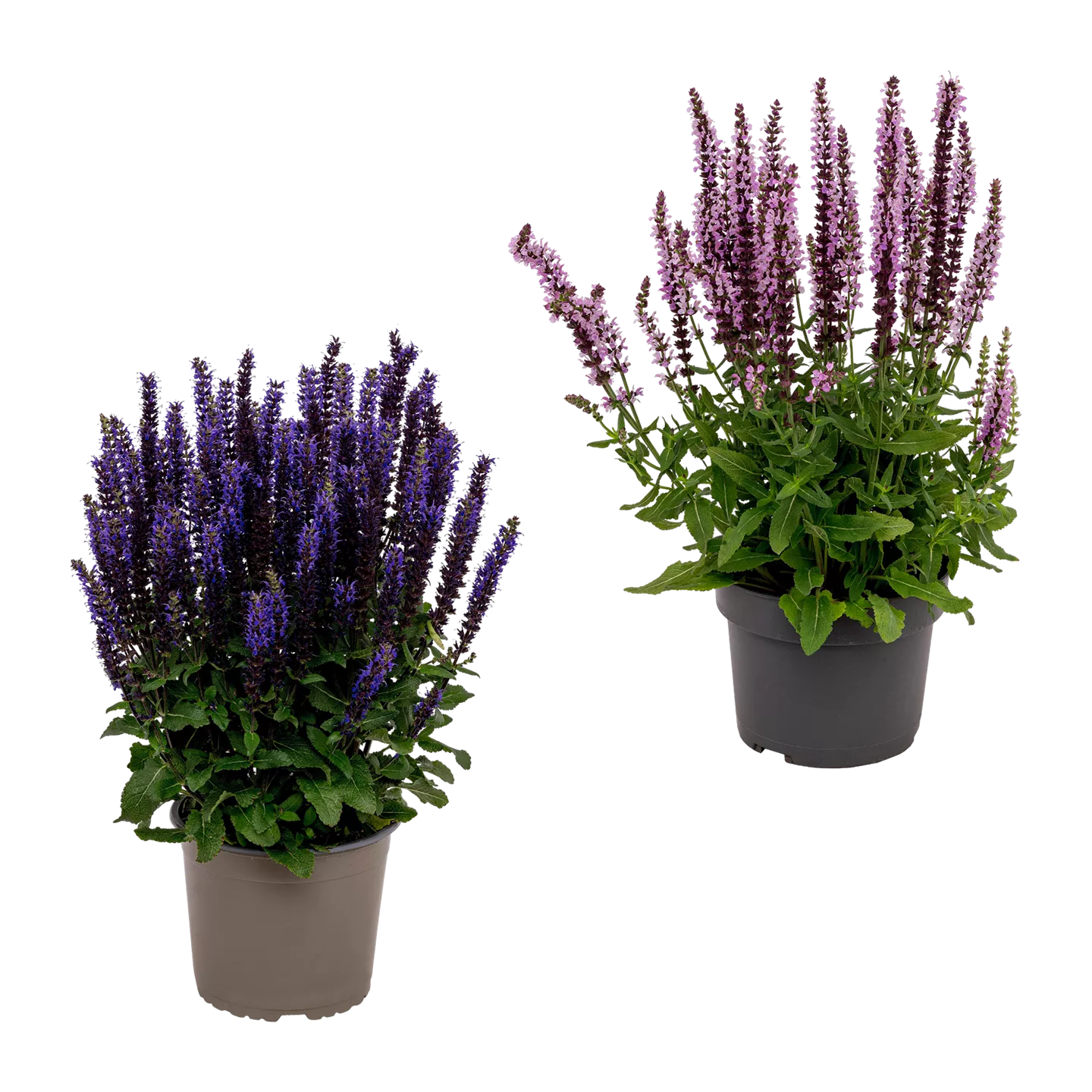 Stauden / Sommerblumen