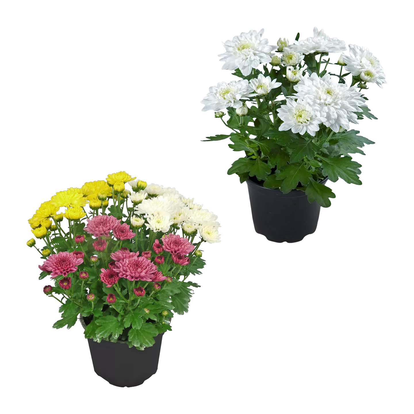 Chrysanthemen / -Trio