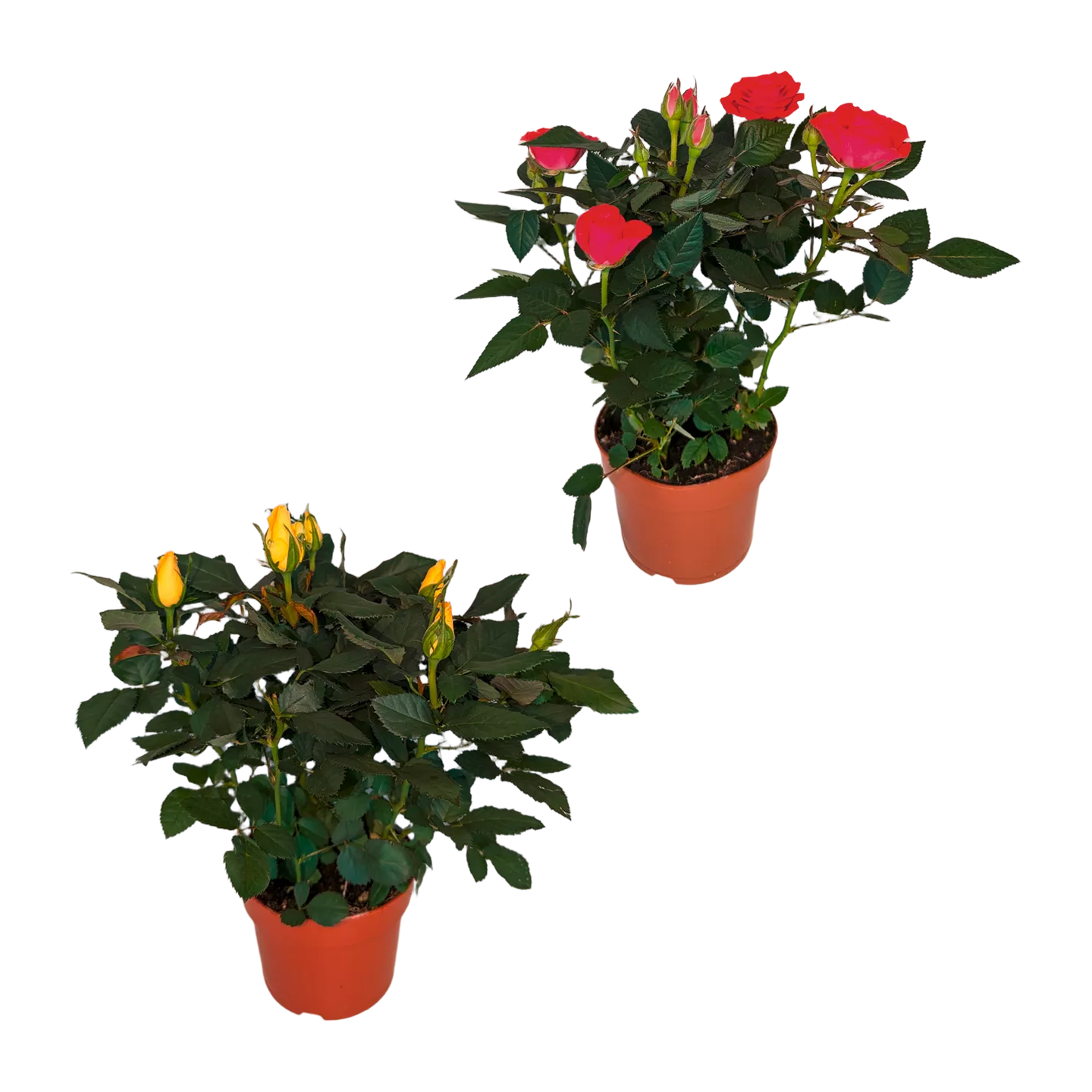 Topfrose