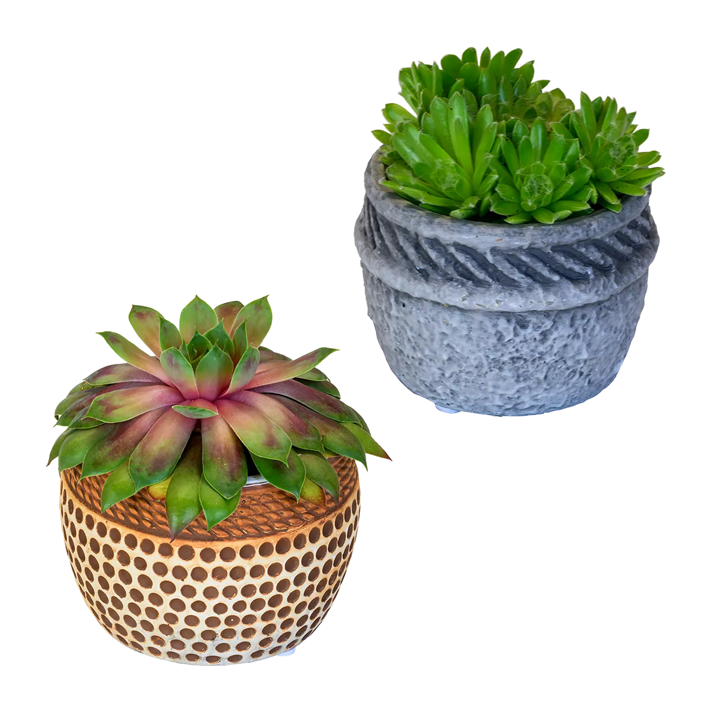 Sempervivum