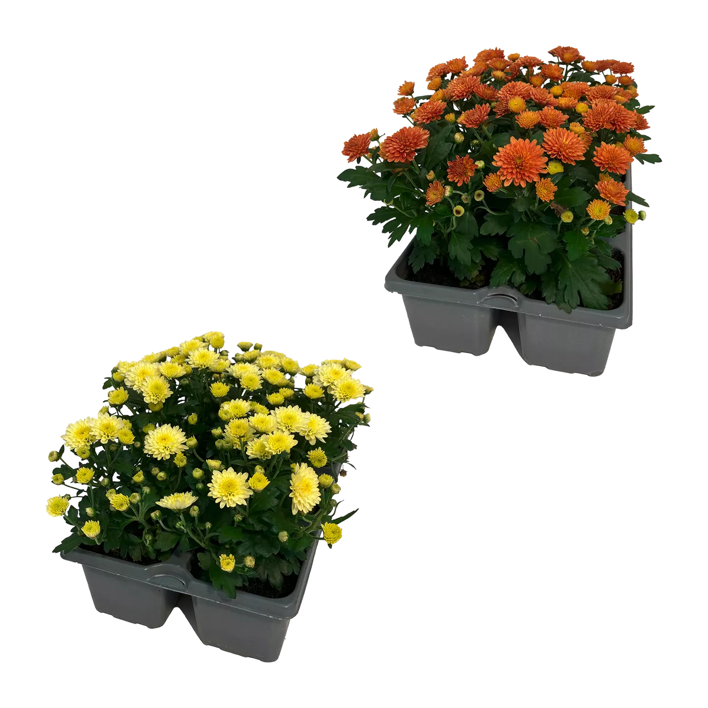 Chrysanthemen