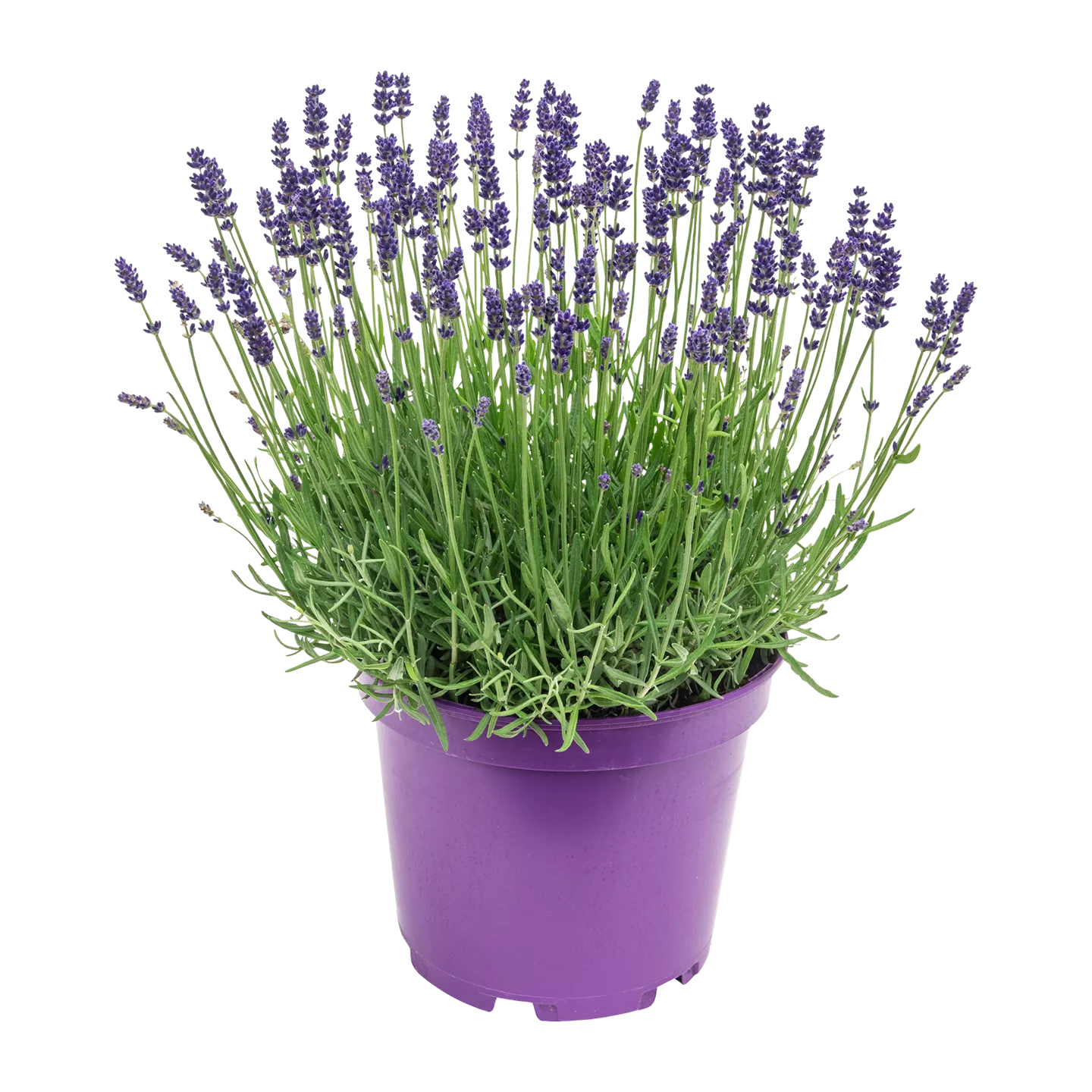 Lavendel XXL