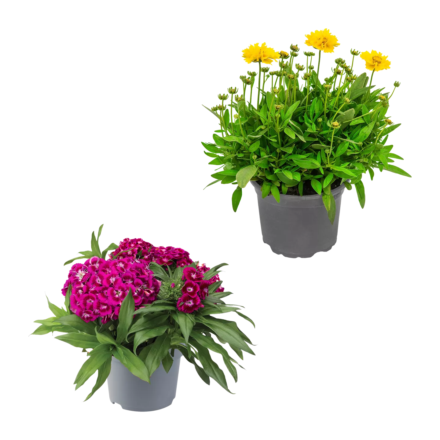 Staude / Sommerblume