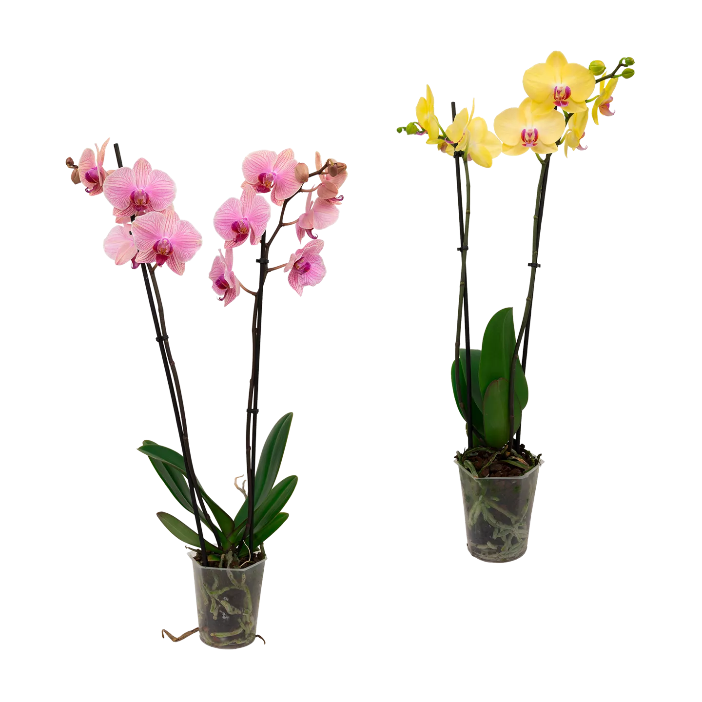 Schmetterlings-Orchidee