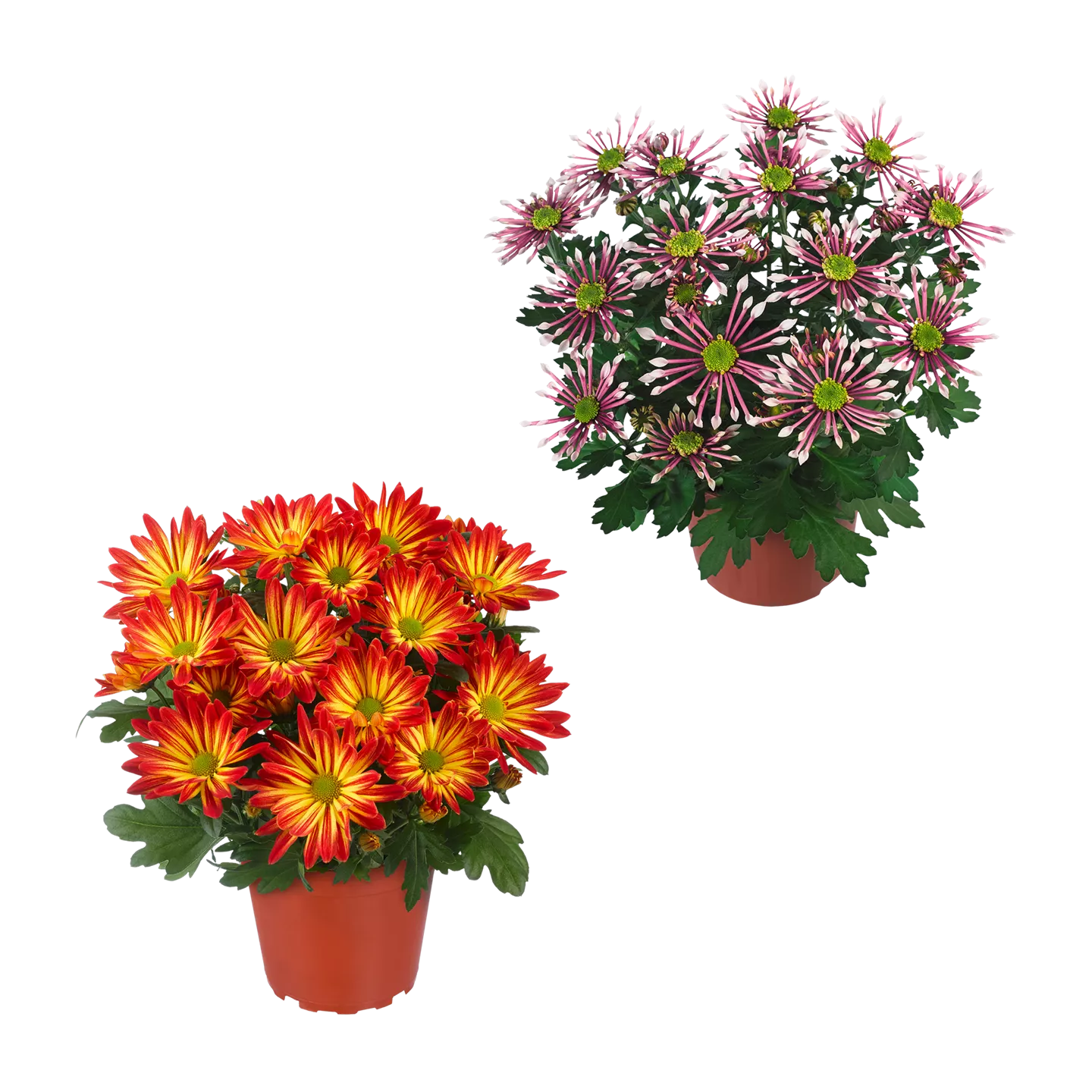 Chrysantheme