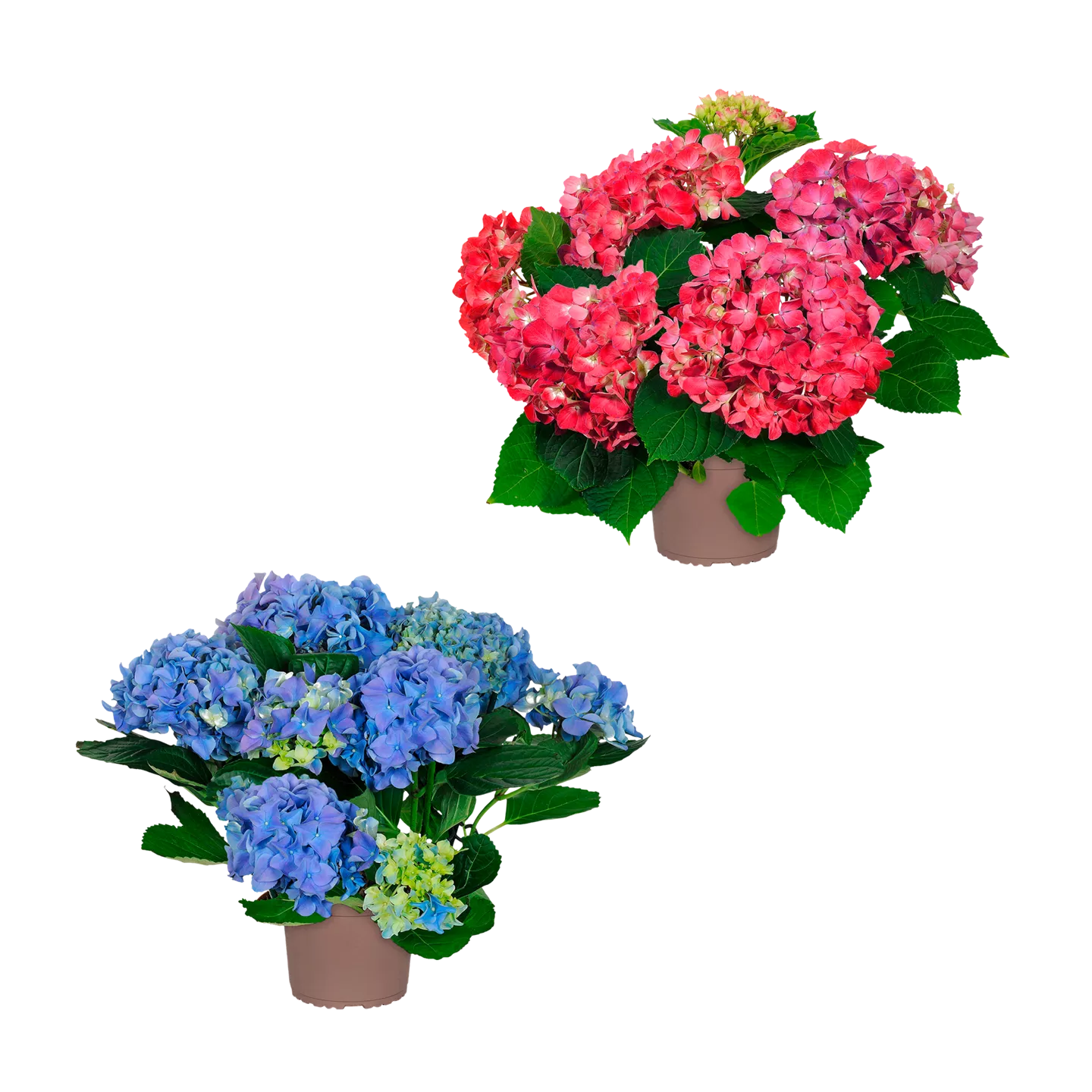 Gartenhortensie