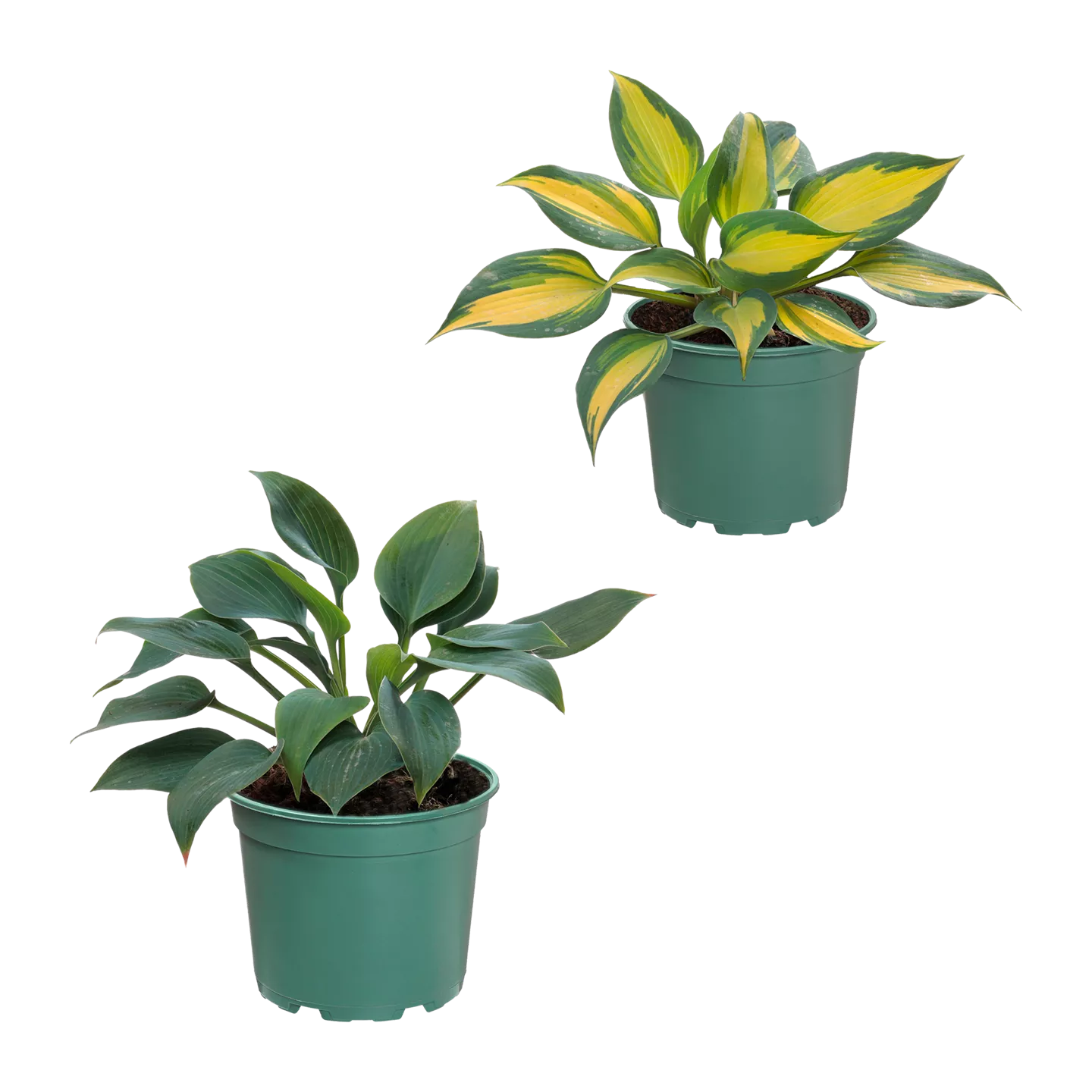 Hosta-Mix