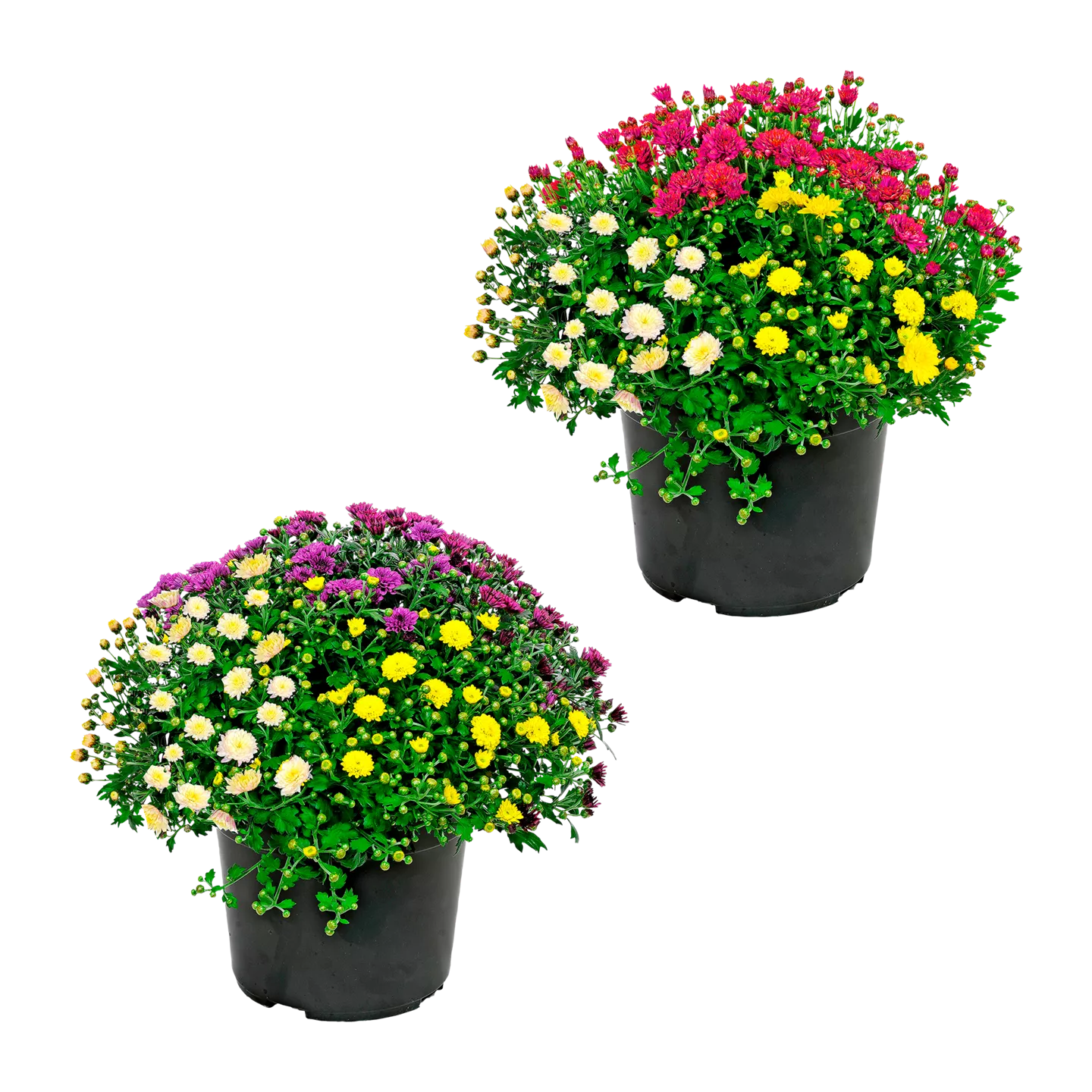 Chrysanthemenbüsche-Trio