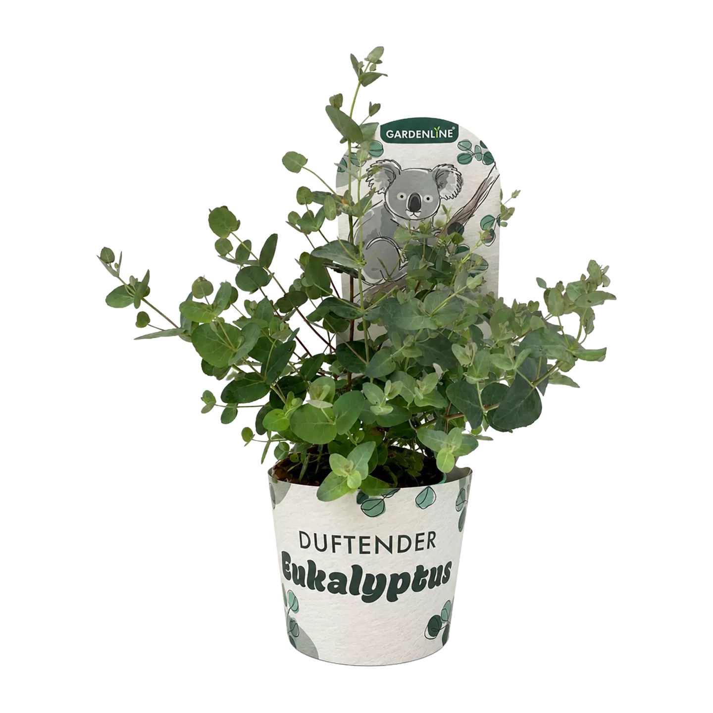 Eukalyptus Koala