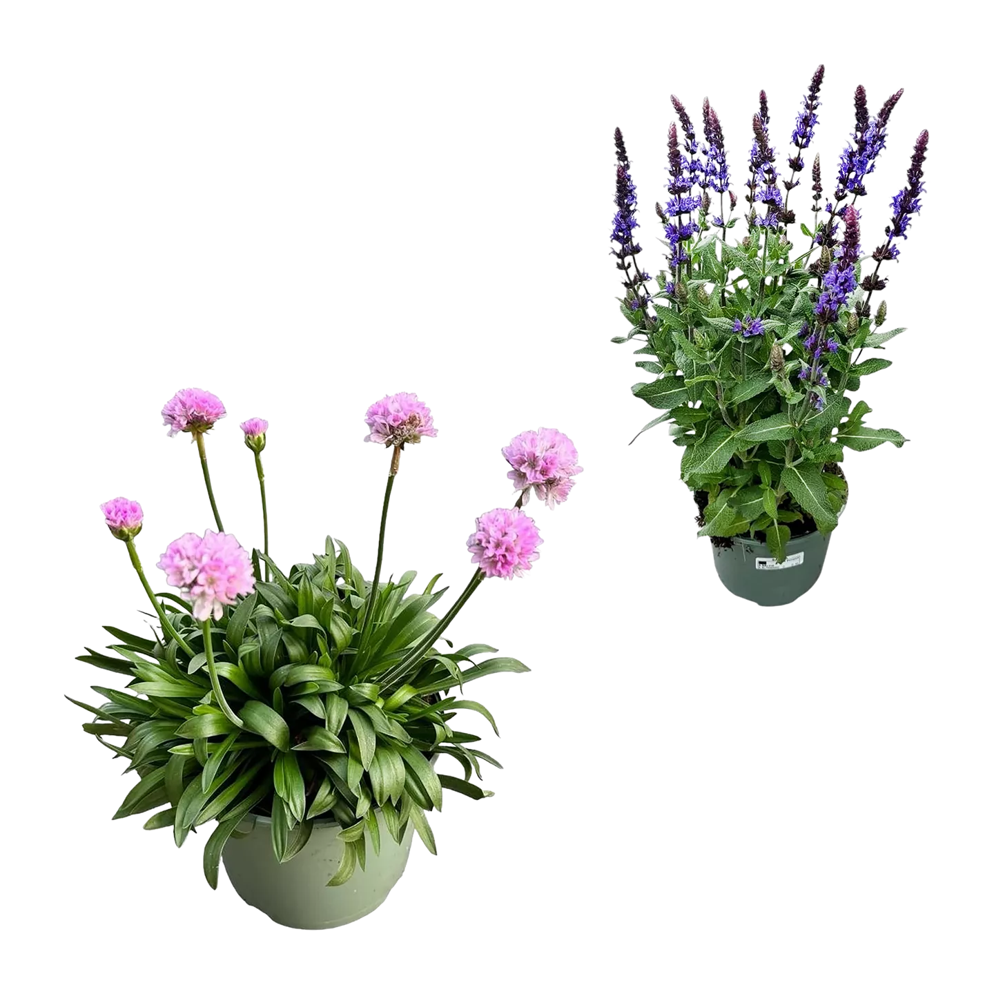 Gartenpflanze / Staude
