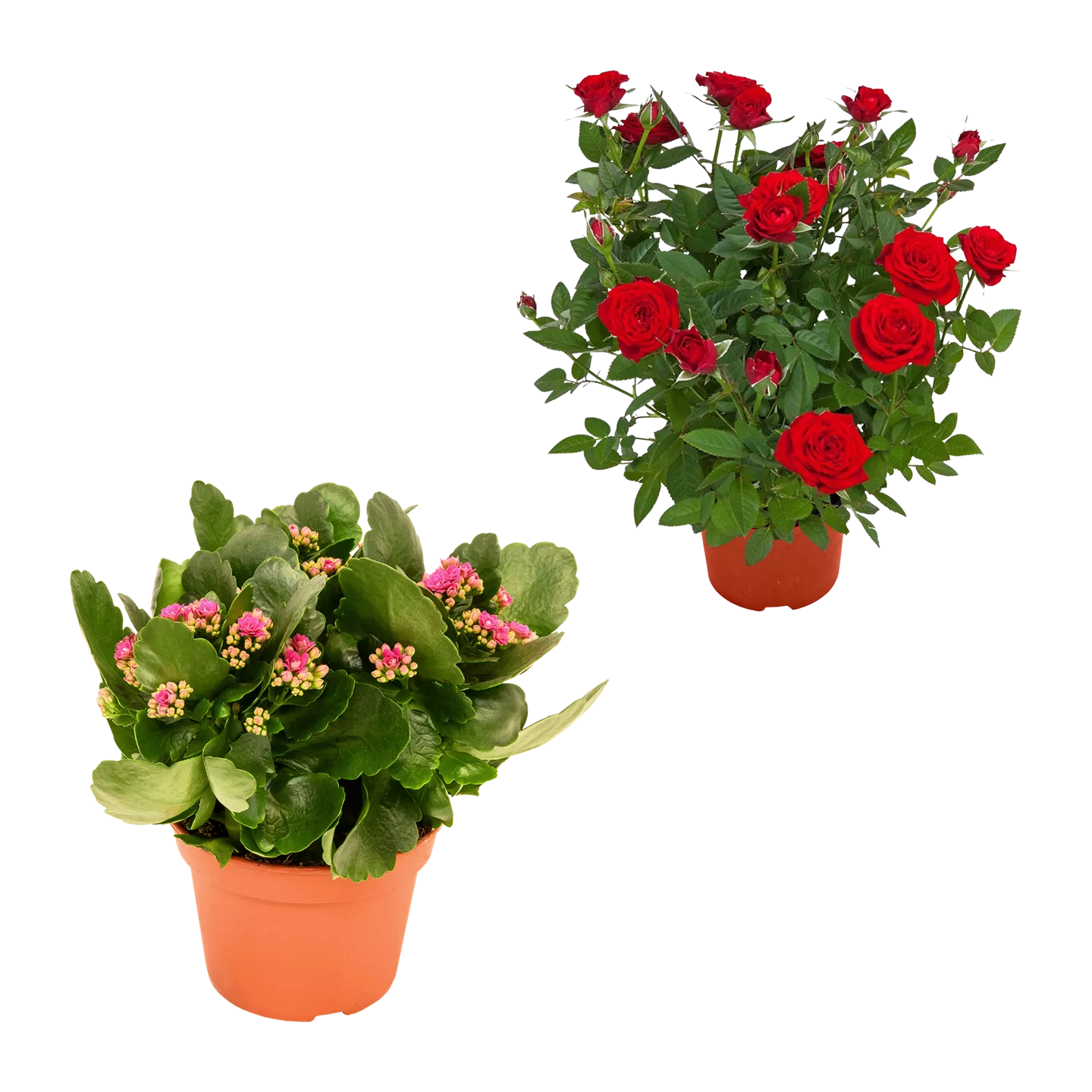 Kalanchoe / Gerbera / Topfrose