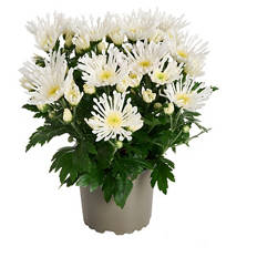 Chrysanthemen