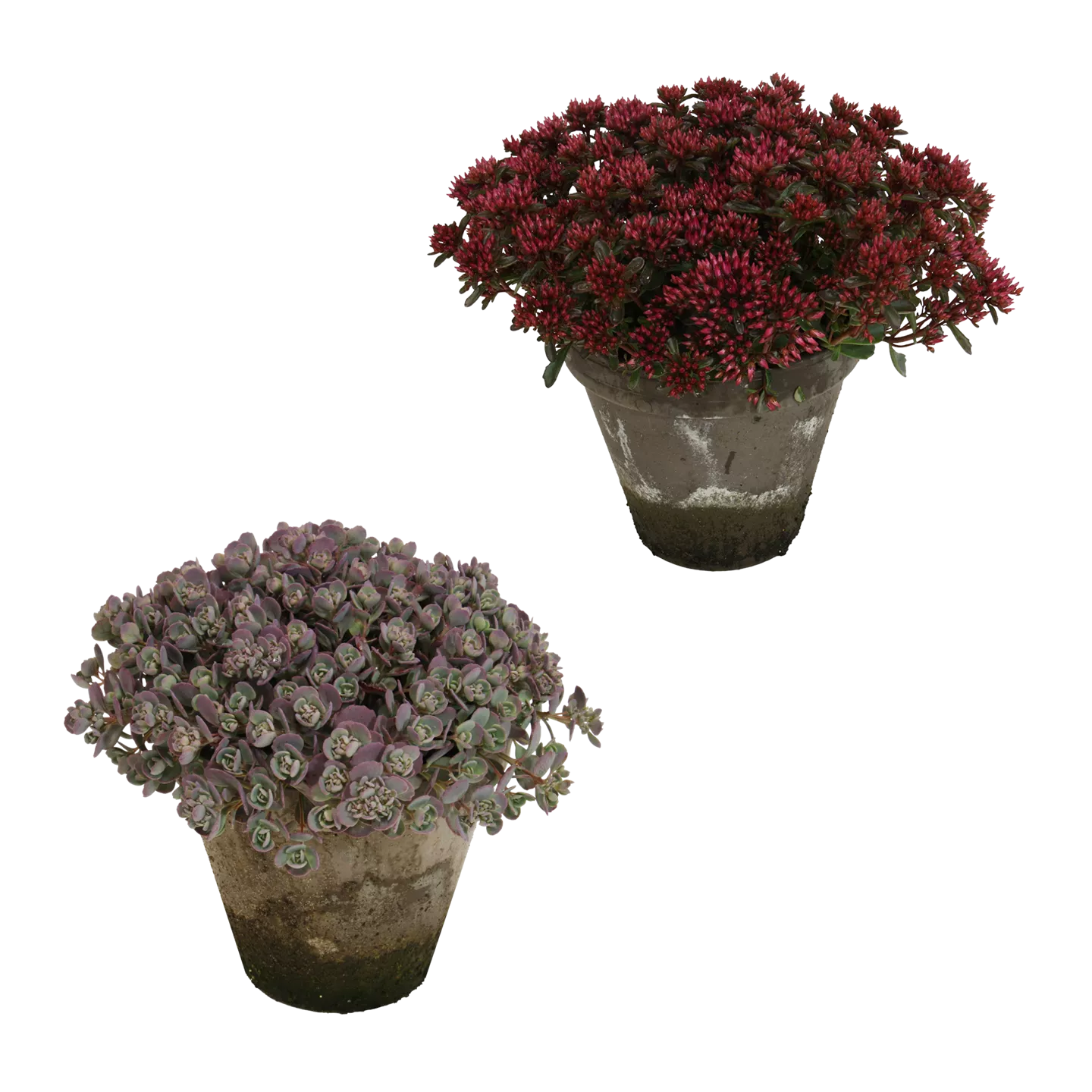 Sedum
