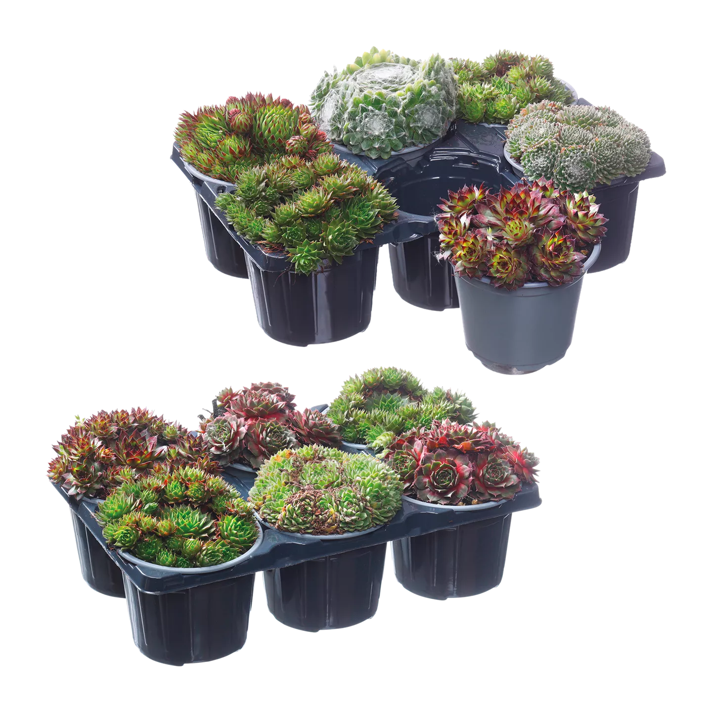 Sempervivum