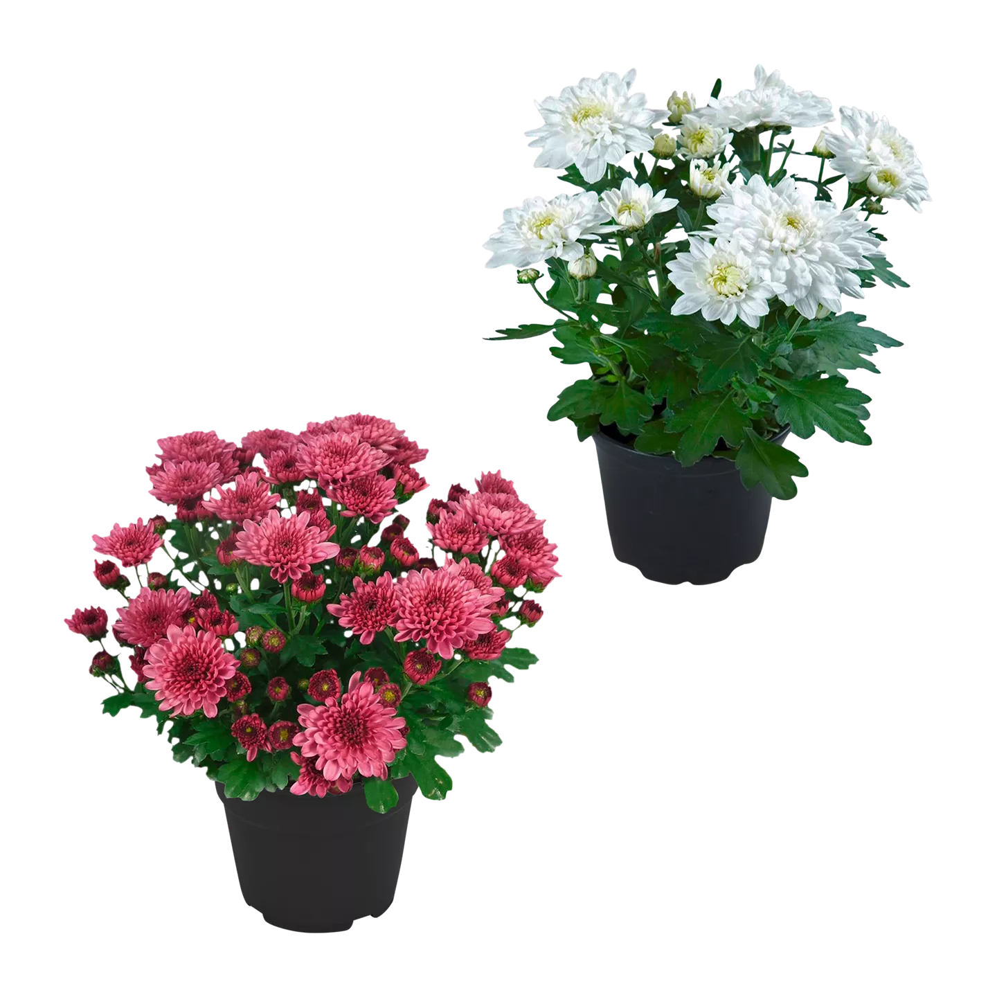 Chrysanthemen / -Trio