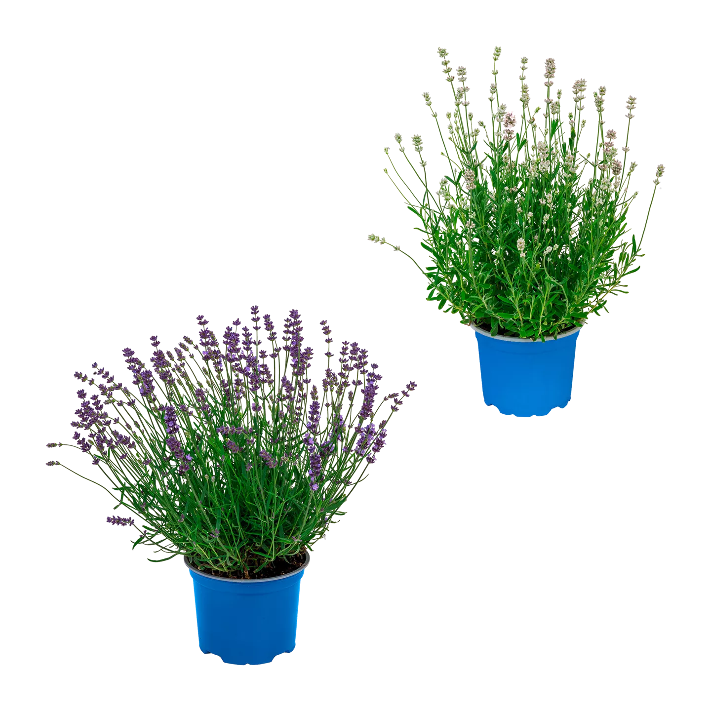 Lavendel