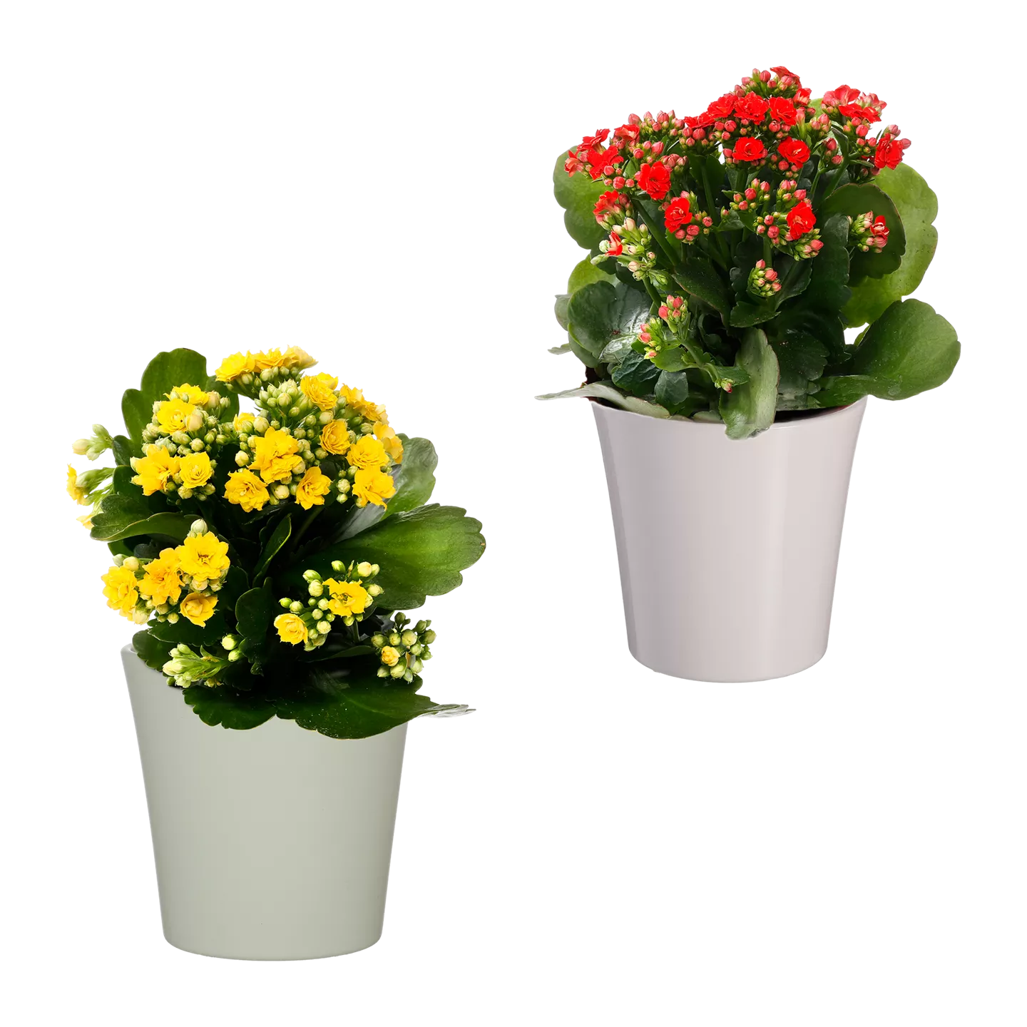 Kalanchoe