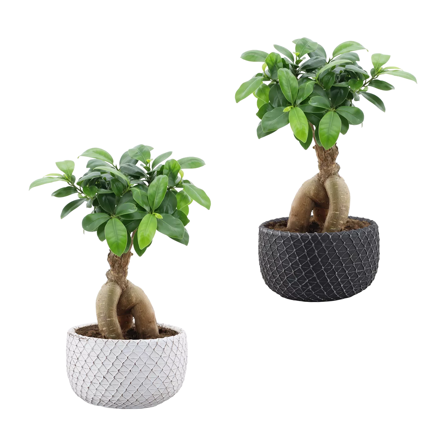 Bonsai-Ginseng