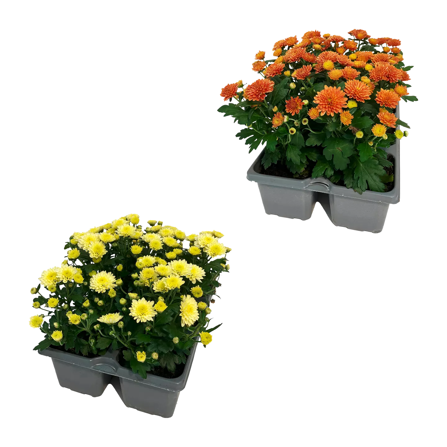 Chrysanthemen