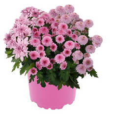 Pink Perfect Chrysanthemen Trio