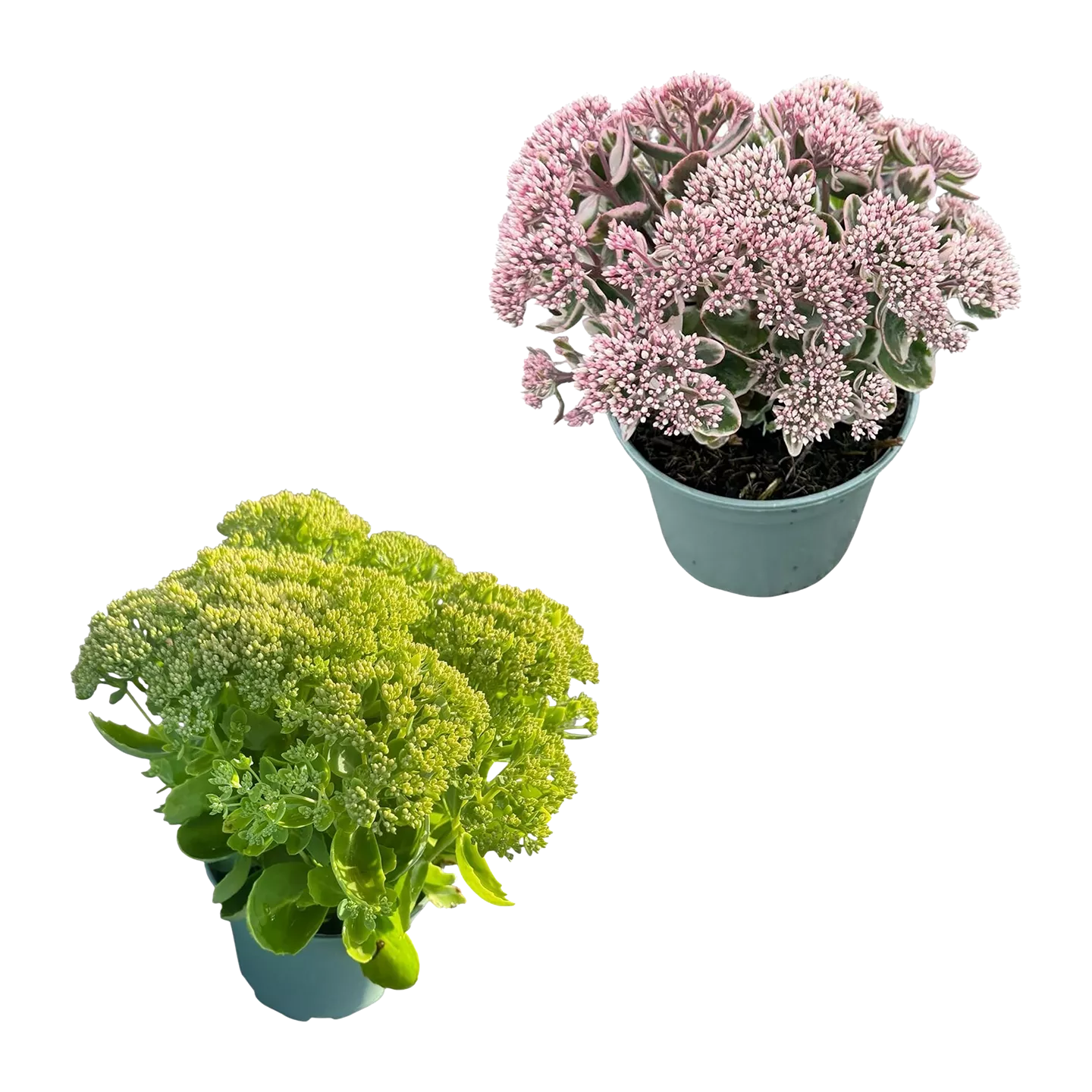 Sedum-Mix Fetthenne / Mauerpfeffer