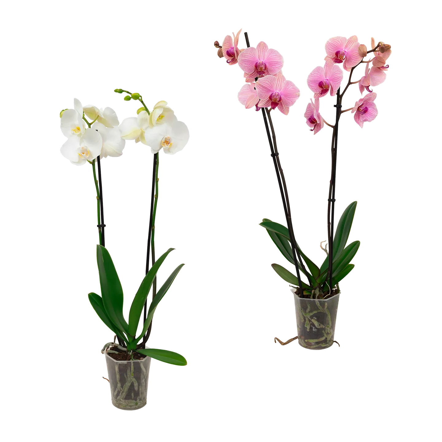 Phalaenopsis