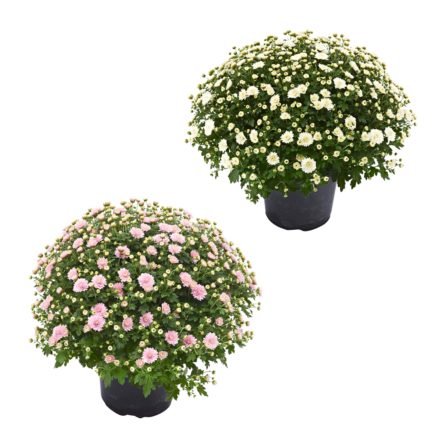 Chrysanthemen-Busch