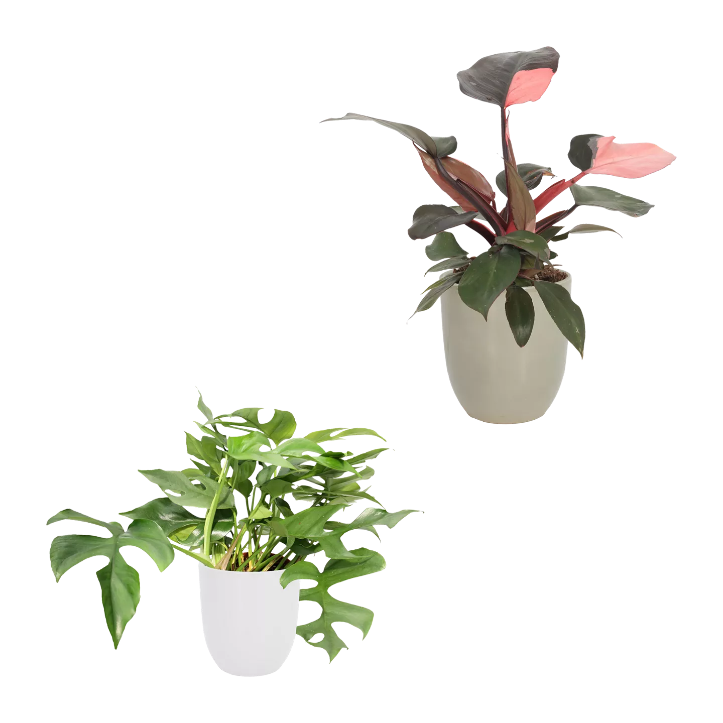 Exotische Pflanze