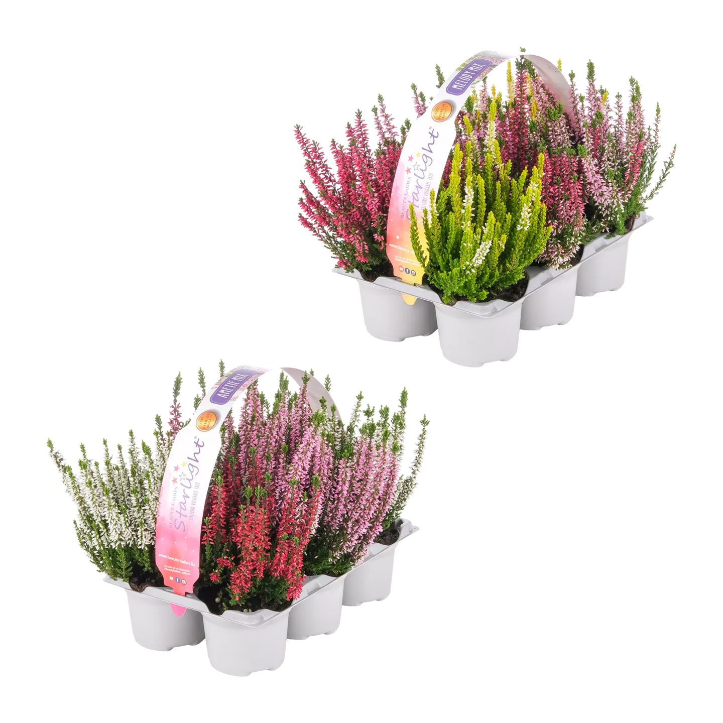 Calluna vulgaris