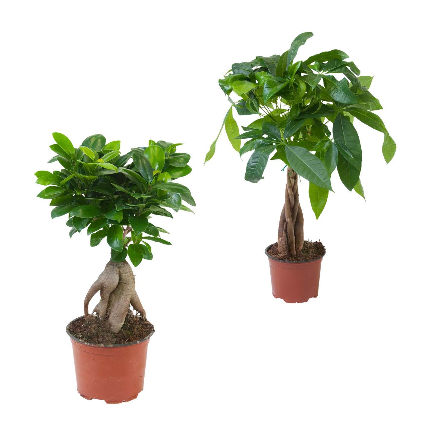 Ficus Ginseng / Pachira